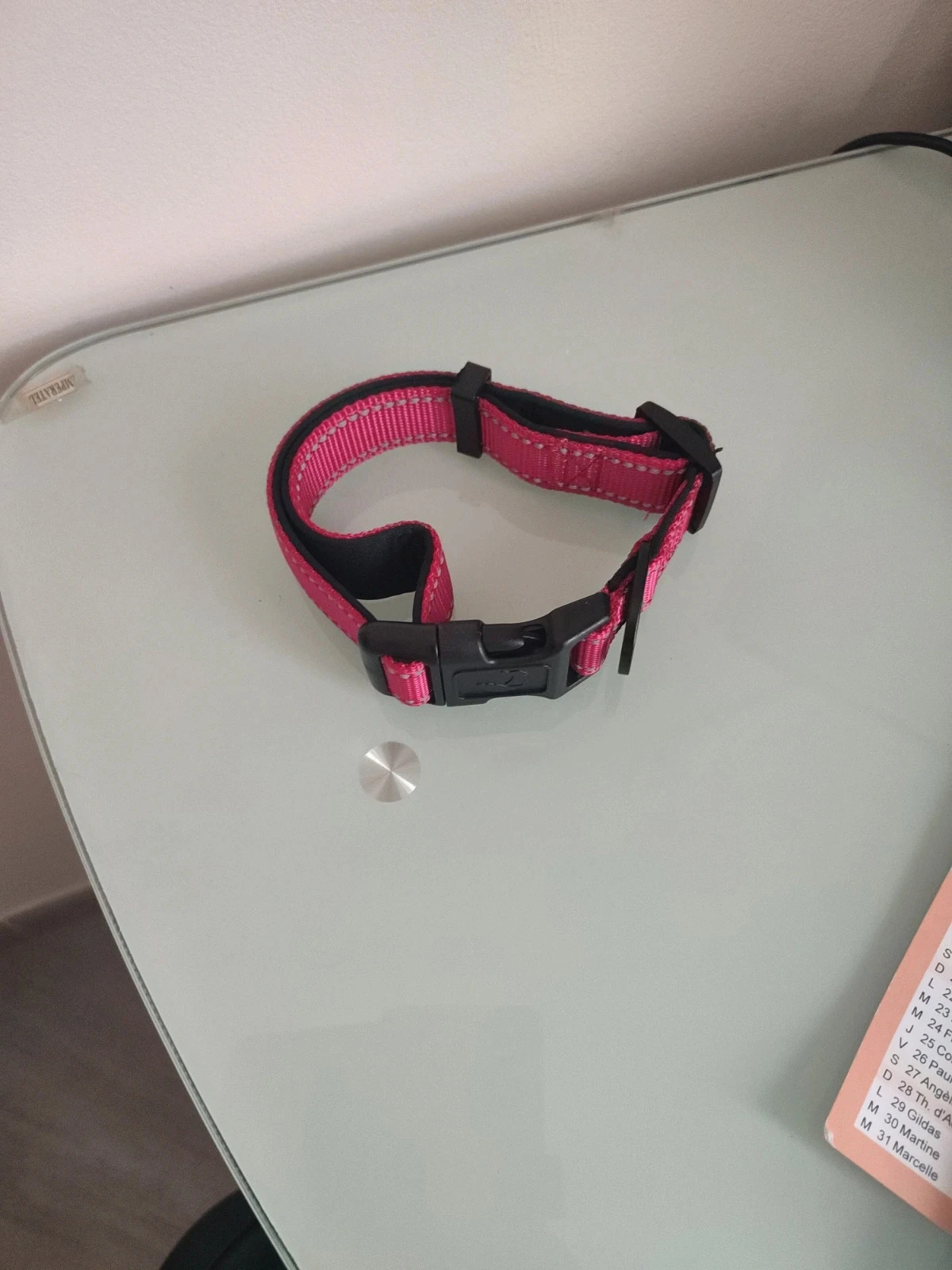 Collier chien